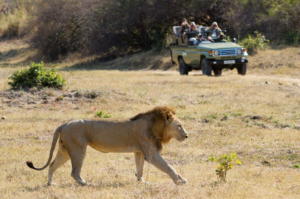 African Safari