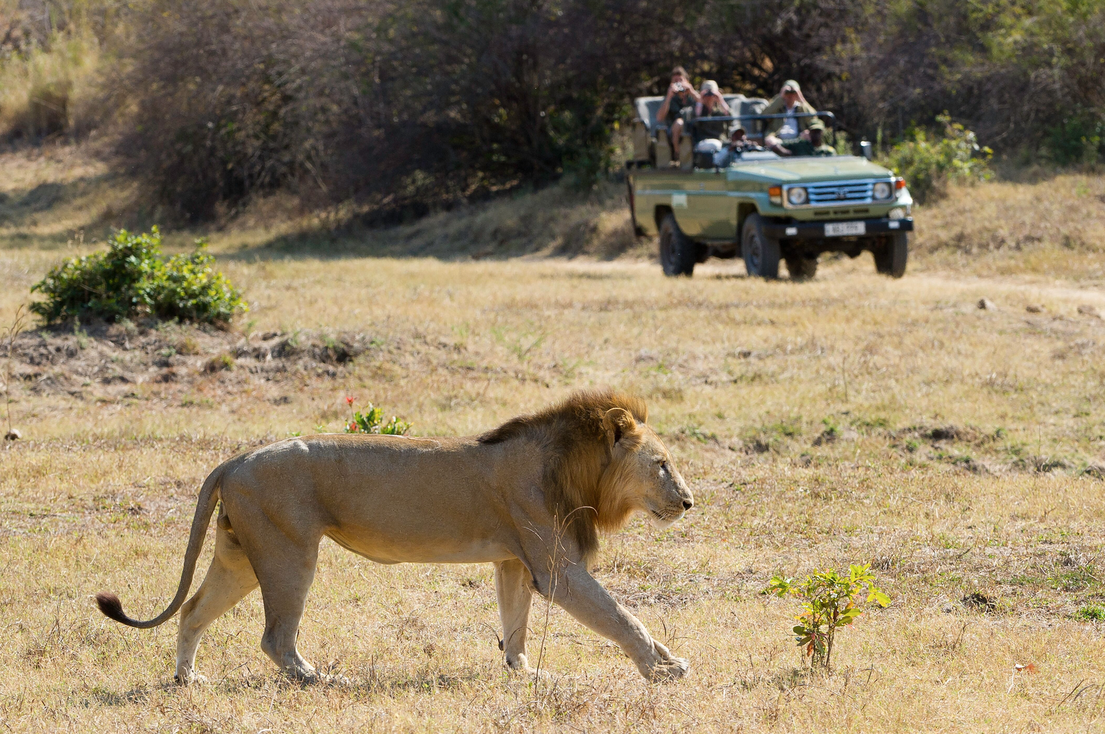 African Safari